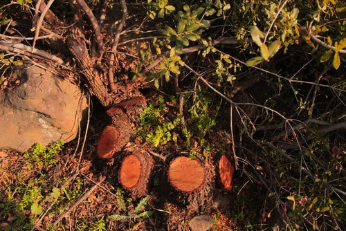 The Alarming Rate of Deforestation: How Many Trees Are Being Cut Down Each Year for Wood?