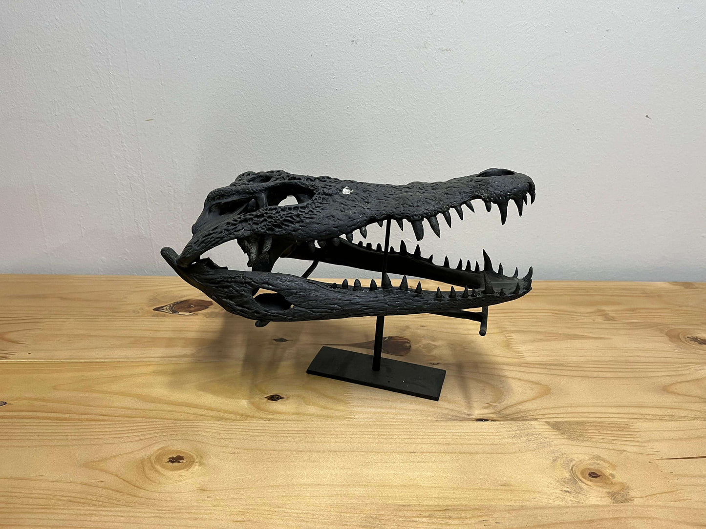 Crocodile Head Display - Matt Black with Stand (a)