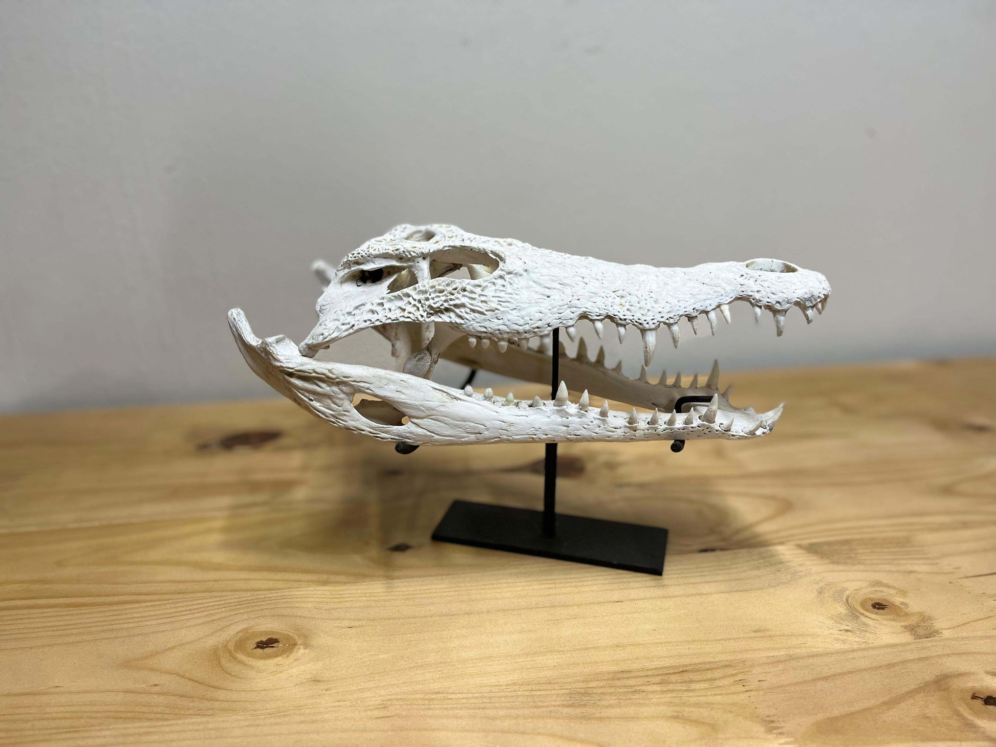 Crocodile Head Display - Matt White with Stand