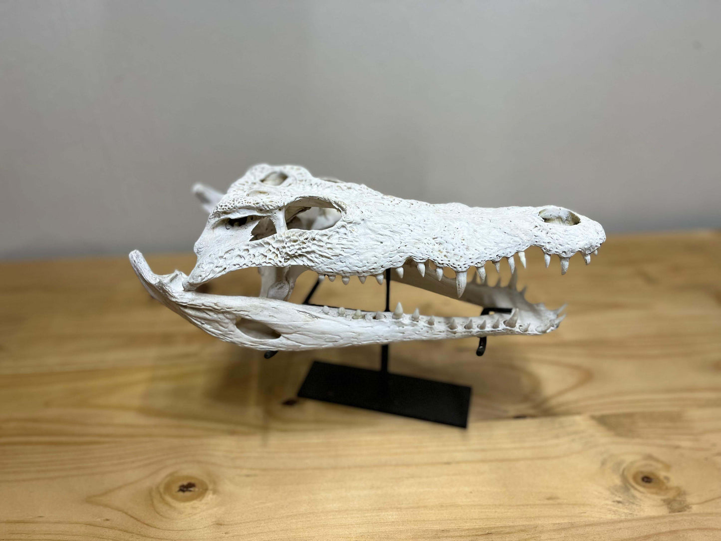 Crocodile Head Display - Matt White with Stand (a)