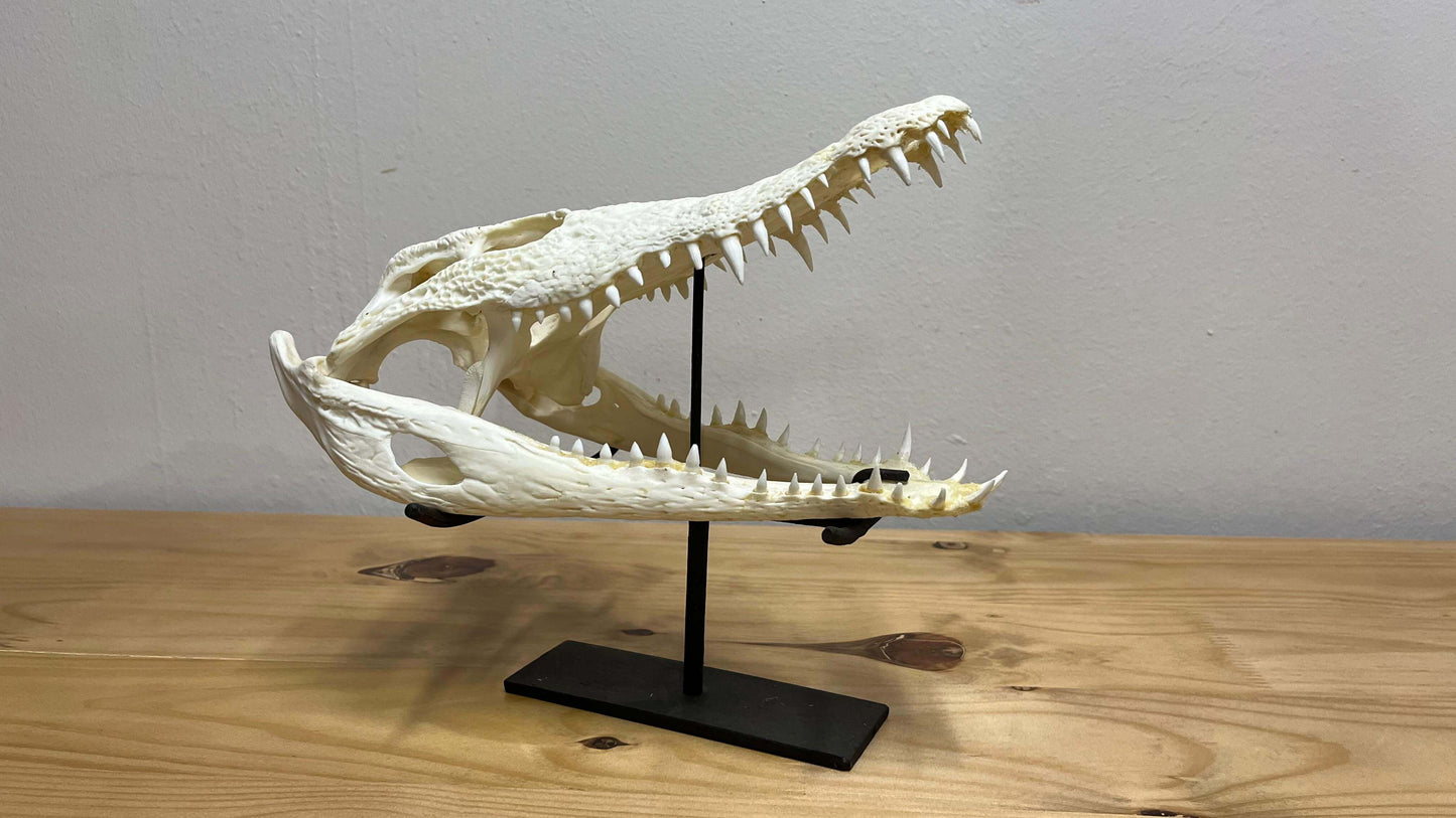 Natural Crocodile Head Display (b)