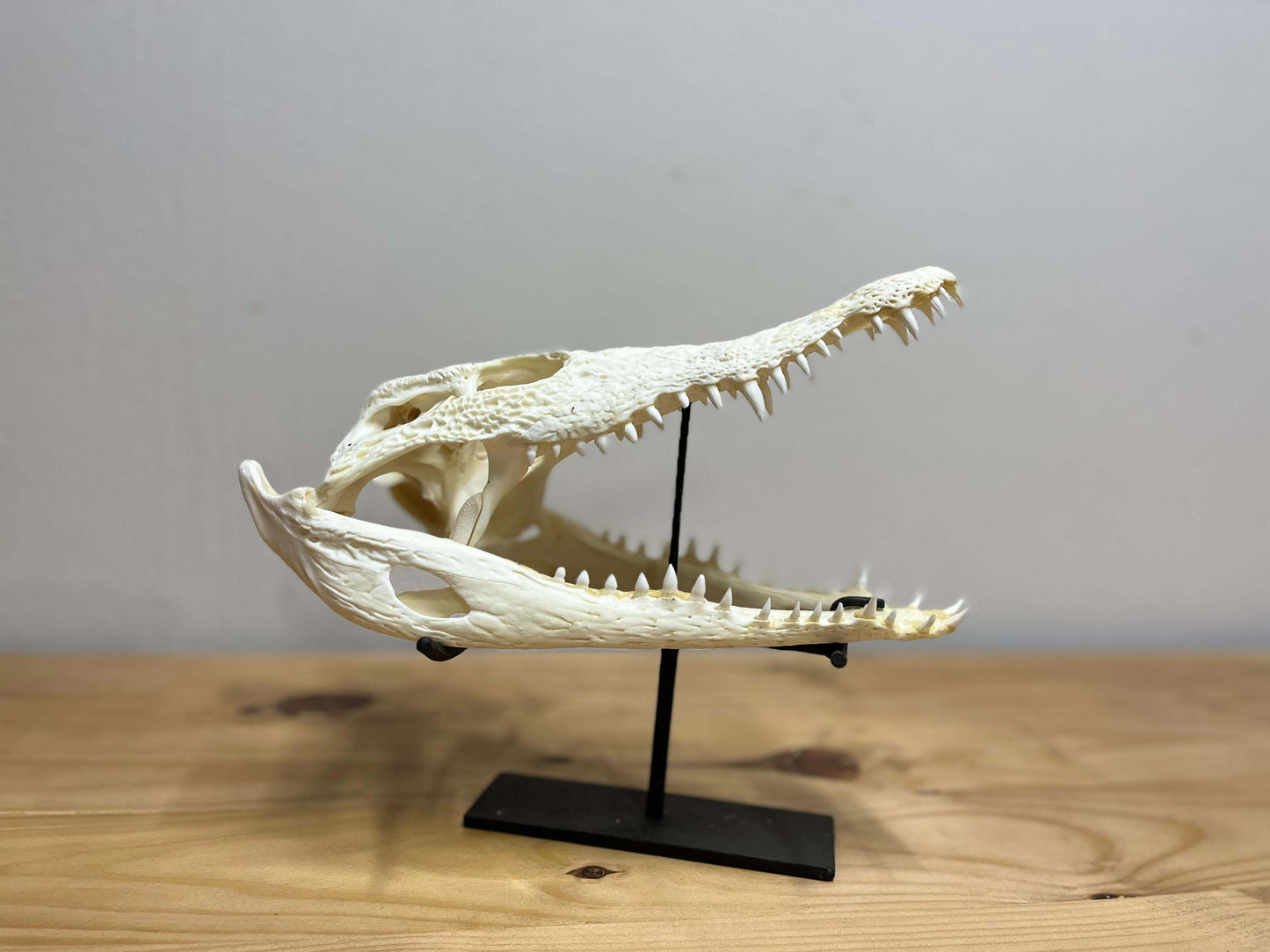 Natural Crocodile Head Display (a)